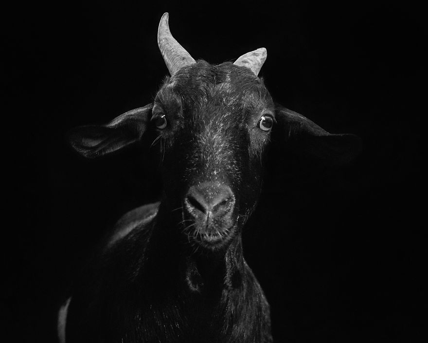 I Became Vegan After Photographing Farm Animals (14 Pics)