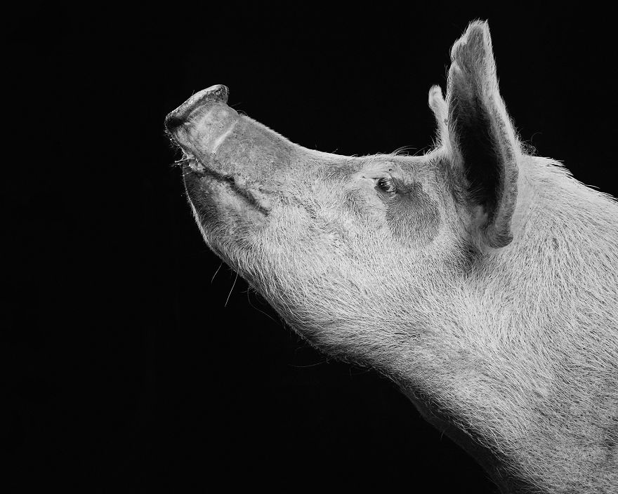 I Became Vegan After Photographing Farm Animals (14 Pics)