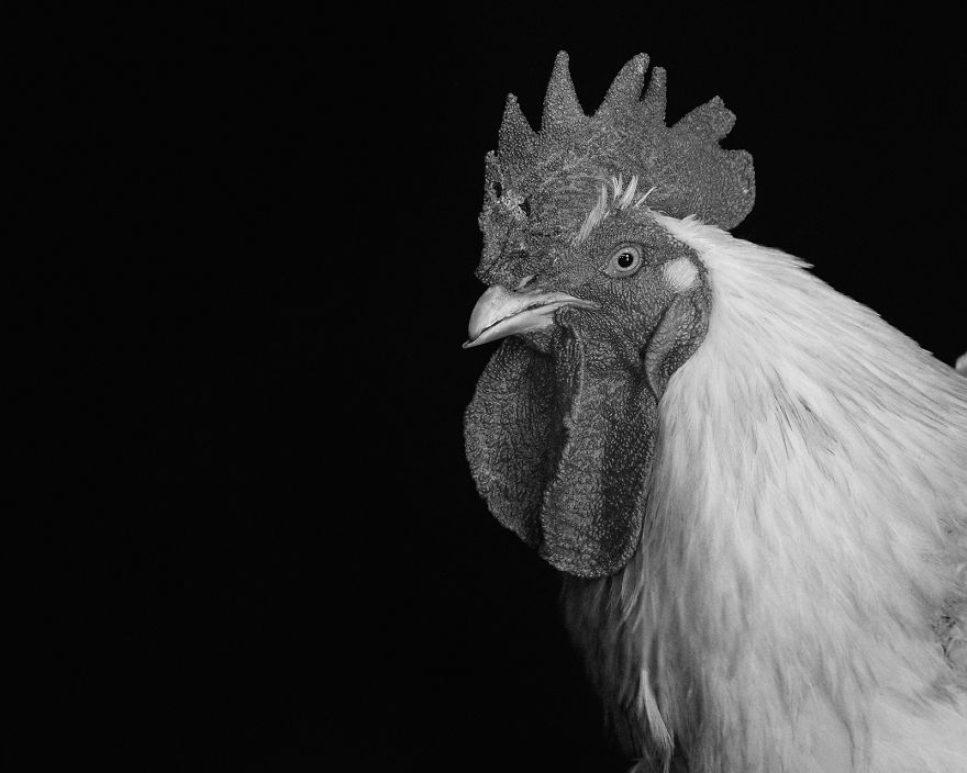 I Became Vegan After Photographing Farm Animals (14 Pics) I Became Vegan After Photographing Farm Animals (14 Pics)