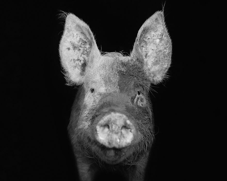 I Became Vegan After Photographing Farm Animals (14 Pics)