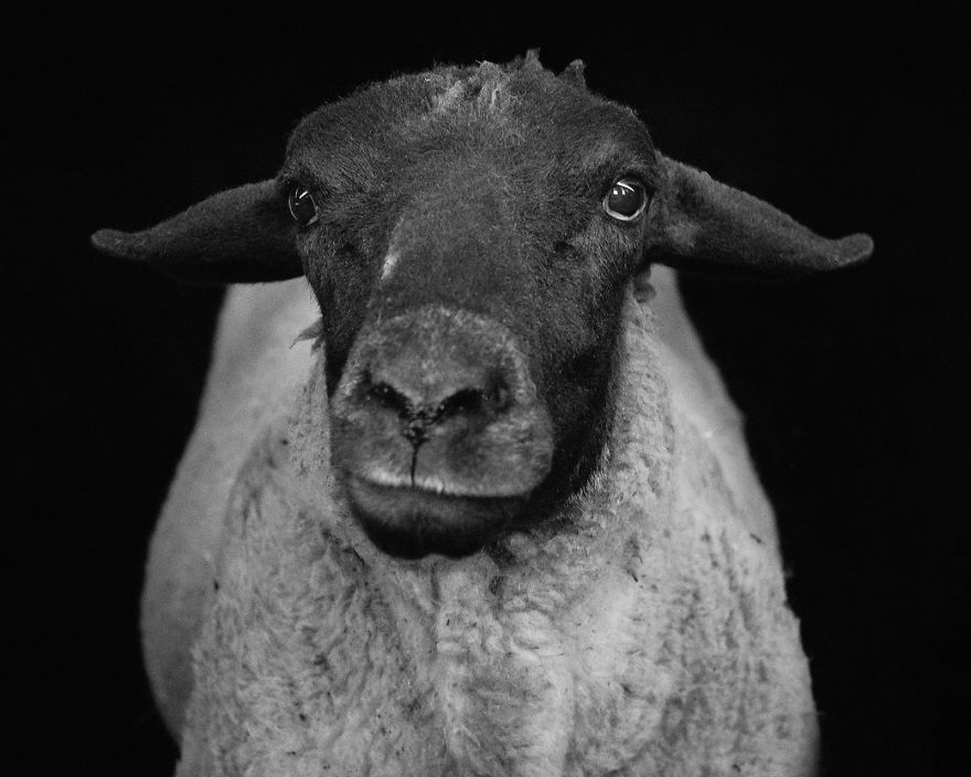 I Became Vegan After Photographing Farm Animals (14 Pics)