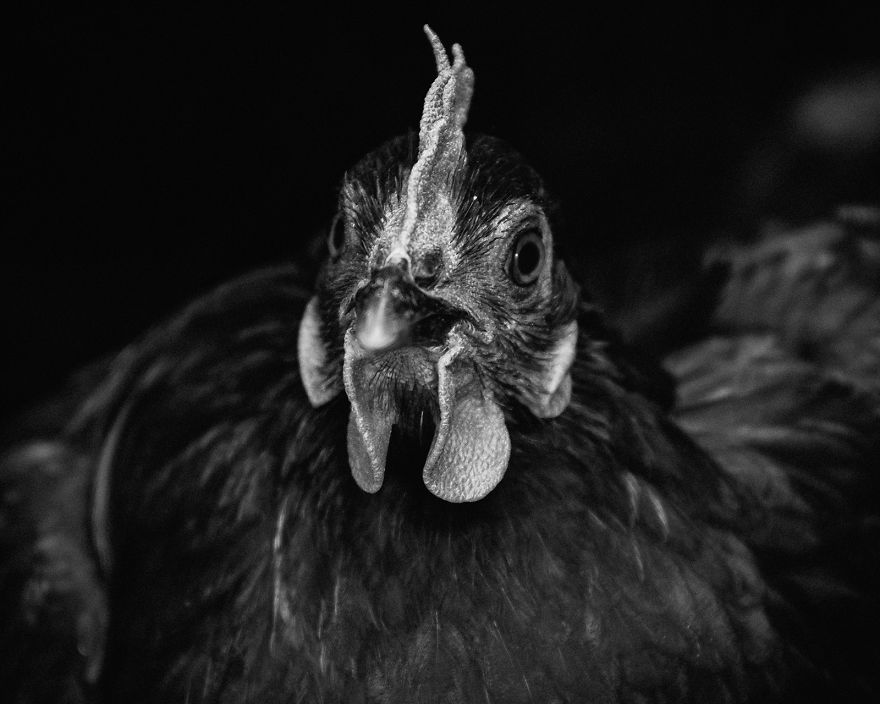 I Became Vegan After Photographing Farm Animals (14 Pics) I Became Vegan After Photographing Farm Animals (14 Pics)