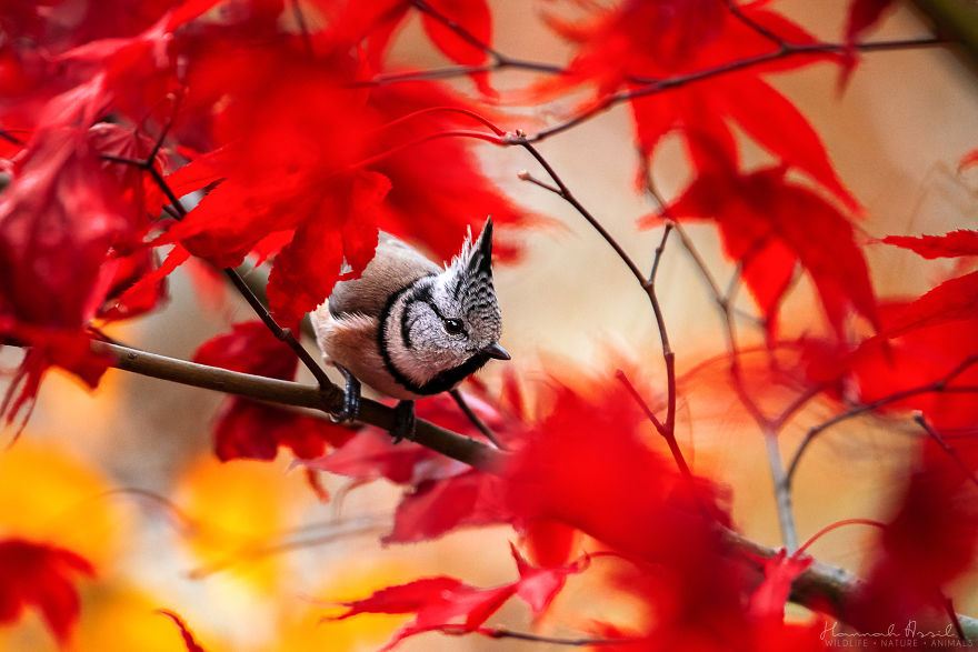 I Try To Show How Each Bird Has Their Own Unique Character In These 31 Photos I Try To Show How Each Bird Has Their Own Unique Character In These 31 Photos