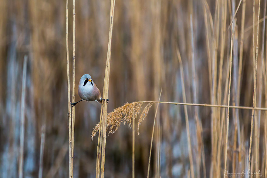 I Try To Show How Each Bird Has Their Own Unique Character In These 31 Photos I Try To Show How Each Bird Has Their Own Unique Character In These 31 Photos