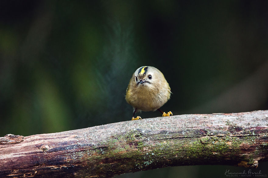 I Try To Show How Each Bird Has Their Own Unique Character In These 31 Photos I Try To Show How Each Bird Has Their Own Unique Character In These 31 Photos