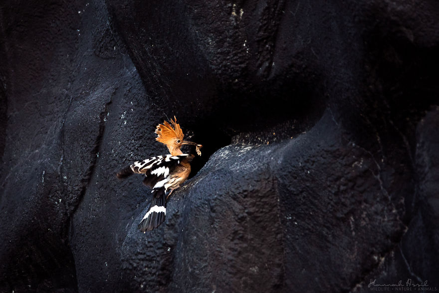 I Try To Show How Each Bird Has Their Own Unique Character In These 31 Photos I Try To Show How Each Bird Has Their Own Unique Character In These 31 Photos