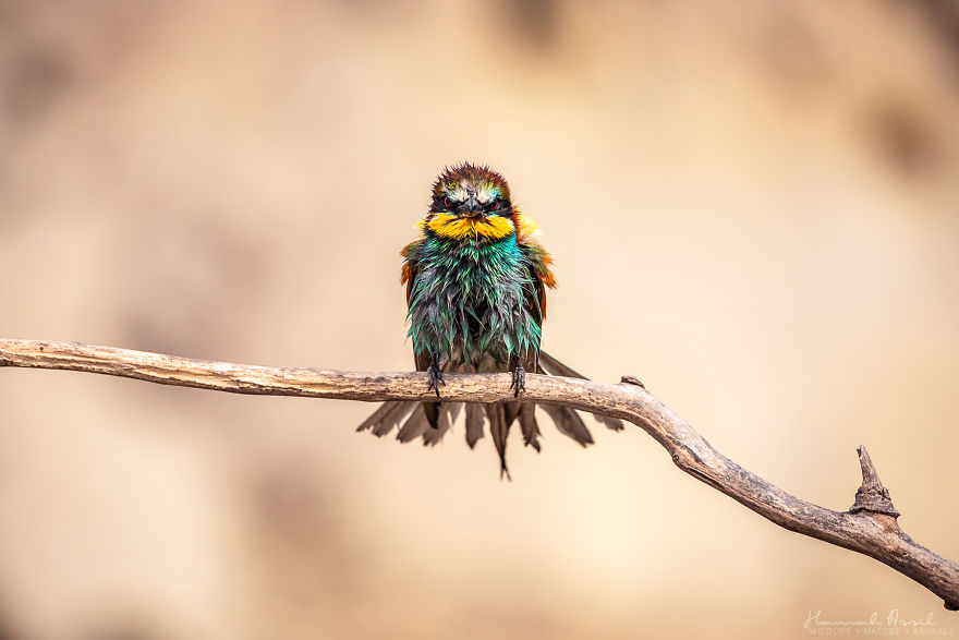 I Try To Show How Each Bird Has Their Own Unique Character In These 31 Photos I Try To Show How Each Bird Has Their Own Unique Character In These 31 Photos