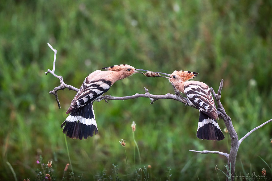 I Try To Show How Each Bird Has Their Own Unique Character In These 31 Photos I Try To Show How Each Bird Has Their Own Unique Character In These 31 Photos