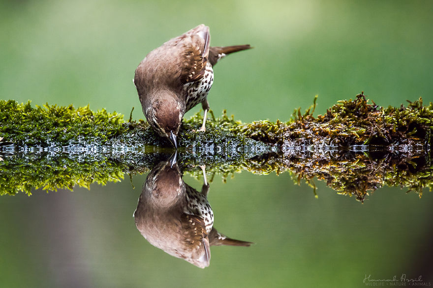 I Try To Show How Each Bird Has Their Own Unique Character In These 31 Photos I Try To Show How Each Bird Has Their Own Unique Character In These 31 Photos