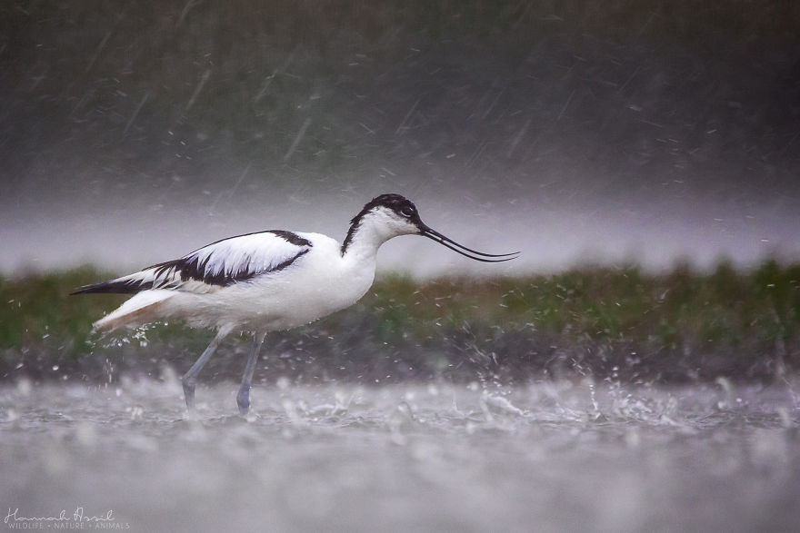 I Try To Show How Each Bird Has Their Own Unique Character In These 31 Photos I Try To Show How Each Bird Has Their Own Unique Character In These 31 Photos