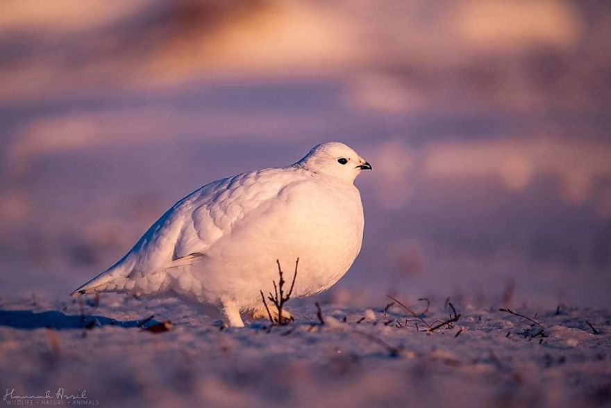 I Try To Show How Each Bird Has Their Own Unique Character In These 31 Photos I Try To Show How Each Bird Has Their Own Unique Character In These 31 Photos