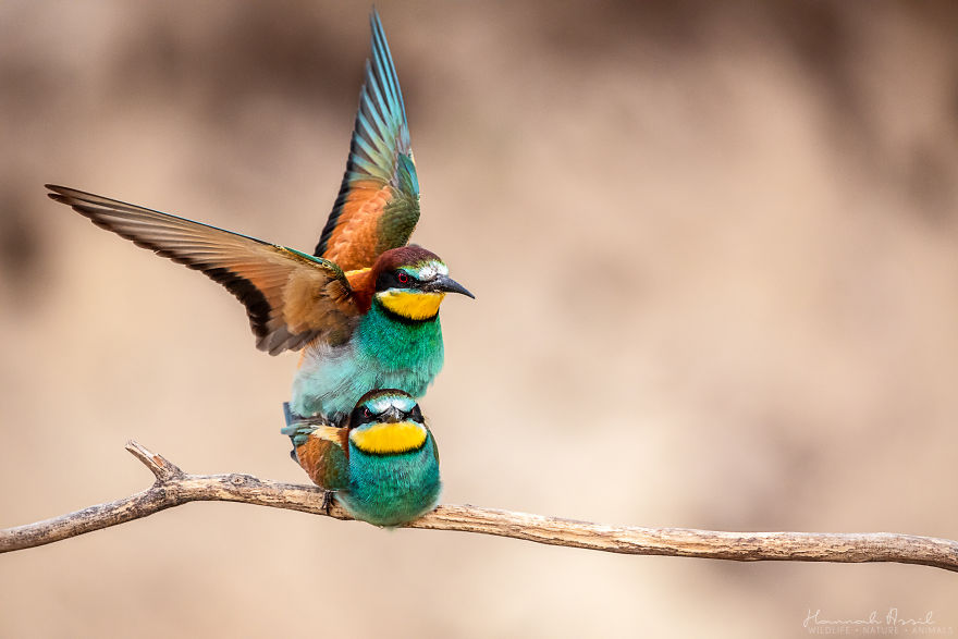 I Try To Show How Each Bird Has Their Own Unique Character In These 31 Photos I Try To Show How Each Bird Has Their Own Unique Character In These 31 Photos