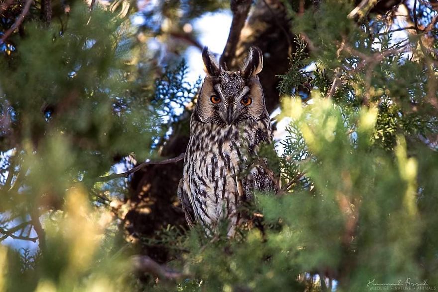 I Try To Show How Each Bird Has Their Own Unique Character In These 31 Photos I Try To Show How Each Bird Has Their Own Unique Character In These 31 Photos