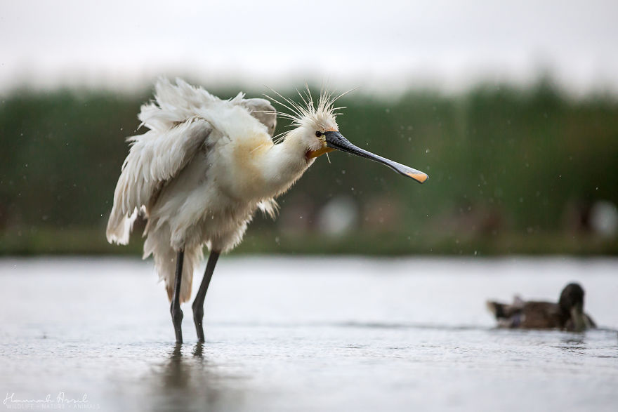 I Try To Show How Each Bird Has Their Own Unique Character In These 31 Photos I Try To Show How Each Bird Has Their Own Unique Character In These 31 Photos