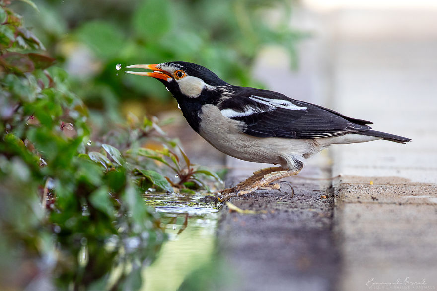 I Try To Show How Each Bird Has Their Own Unique Character In These 31 Photos I Try To Show How Each Bird Has Their Own Unique Character In These 31 Photos