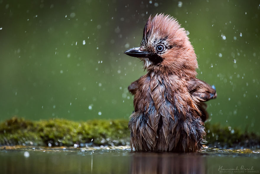I Try To Show How Each Bird Has Their Own Unique Character In These 31 Photos I Try To Show How Each Bird Has Their Own Unique Character In These 31 Photos