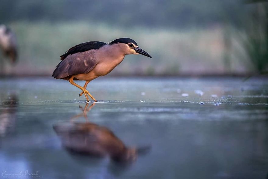 I Try To Show How Each Bird Has Their Own Unique Character In These 31 Photos I Try To Show How Each Bird Has Their Own Unique Character In These 31 Photos