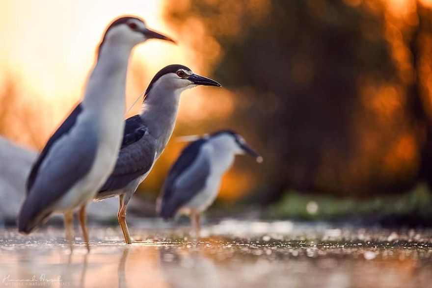 I Try To Show How Each Bird Has Their Own Unique Character In These 31 Photos I Try To Show How Each Bird Has Their Own Unique Character In These 31 Photos