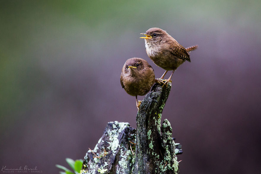 I Try To Show How Each Bird Has Their Own Unique Character In These 31 Photos I Try To Show How Each Bird Has Their Own Unique Character In These 31 Photos