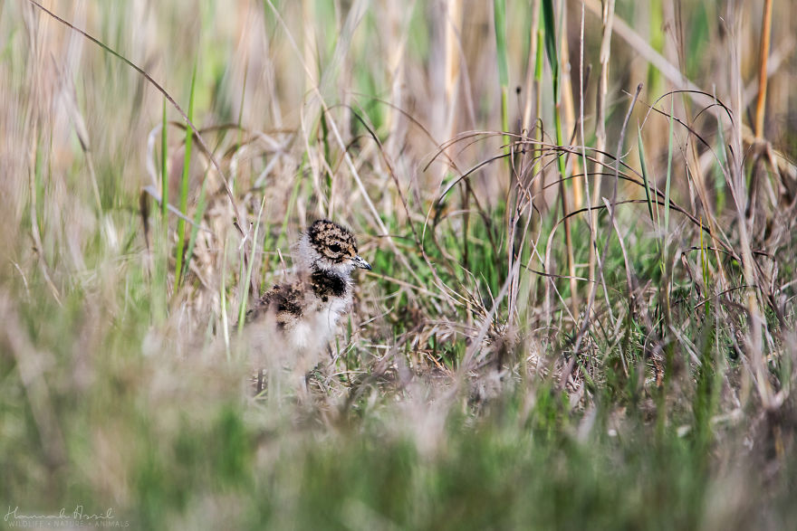 I Try To Show How Each Bird Has Their Own Unique Character In These 31 Photos I Try To Show How Each Bird Has Their Own Unique Character In These 31 Photos