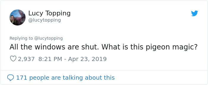 Woman Realizes Two Pigeons Have Been Sitting With Her In The Room For 2 Hours, Shares Everything In Hilarious Tweets