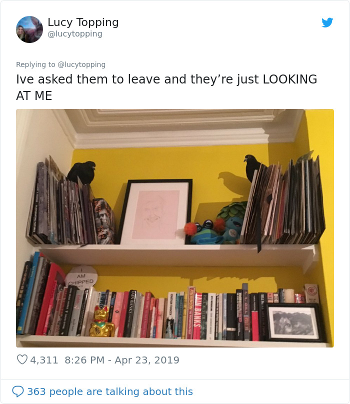 Woman Realizes Two Pigeons Have Been Sitting With Her In The Room For 2 Hours, Shares Everything In Hilarious Tweets