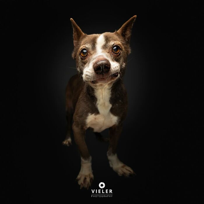 30 Dogs With Disabilities Who Might Steal Your Heart 30 Dogs With Disabilities Who Might Steal Your Heart