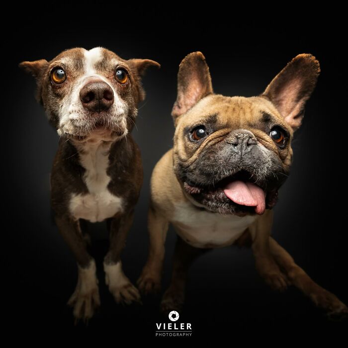 30 Dogs With Disabilities Who Might Steal Your Heart 30 Dogs With Disabilities Who Might Steal Your Heart