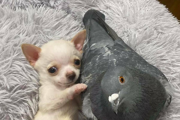 Meet Herman, The Flightless Pigeon And His Best Friend Lundy, The Chihuahua Who Can’t Walk Meet Herman, The Flightless Pigeon And His Best Friend Lundy, The Chihuahua Who Can’t Walk