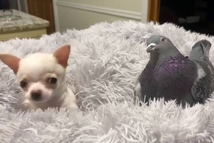 Meet Herman, The Flightless Pigeon And His Best Friend Lundy, The Chihuahua Who Can’t Walk Meet Herman, The Flightless Pigeon And His Best Friend Lundy, The Chihuahua Who Can’t Walk