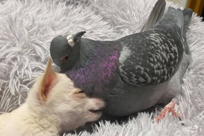 Meet Herman, The Flightless Pigeon And His Best Friend Lundy, The Chihuahua Who Can’t Walk Meet Herman, The Flightless Pigeon And His Best Friend Lundy, The Chihuahua Who Can’t Walk
