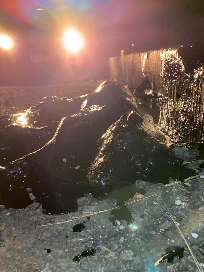 People Discover A Dog 100% Covered In Tar, Work Tirelessly To Save Her, Succeed People Discover A Dog 100% Covered In Tar, Work Tirelessly To Save Her, Succeed