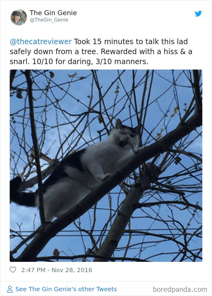 Twitter Account Encourages People To Rate The Cats They Meet On The Streets And It’s Purrfect (30 Pics) Twitter Account Encourages People To Rate The Cats They Meet On The Streets And It’s Purrfect (30 Pics)