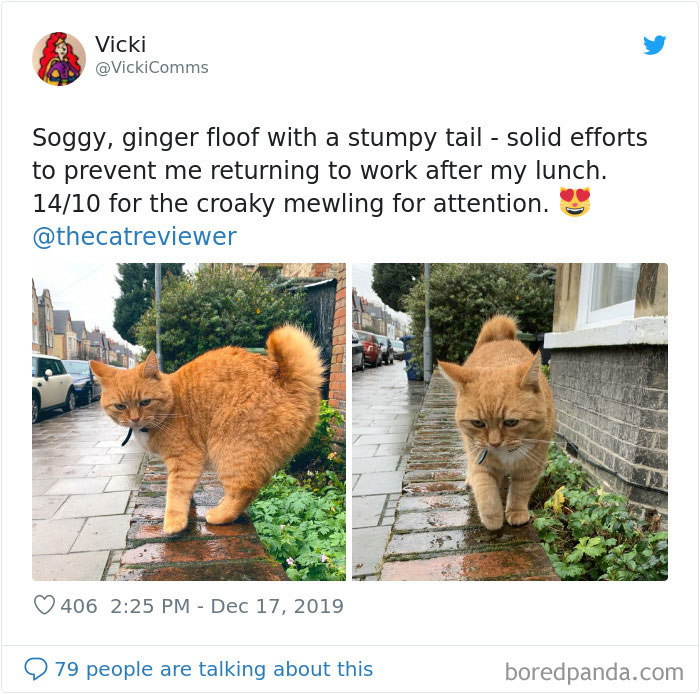 Twitter Account Encourages People To Rate The Cats They Meet On The Streets And It’s Purrfect (30 Pics) Twitter Account Encourages People To Rate The Cats They Meet On The Streets And It’s Purrfect (30 Pics)