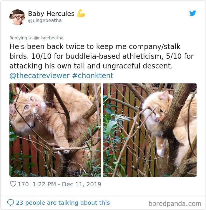 Twitter Account Encourages People To Rate The Cats They Meet On The Streets And It’s Purrfect (30 Pics) Twitter Account Encourages People To Rate The Cats They Meet On The Streets And It’s Purrfect (30 Pics)