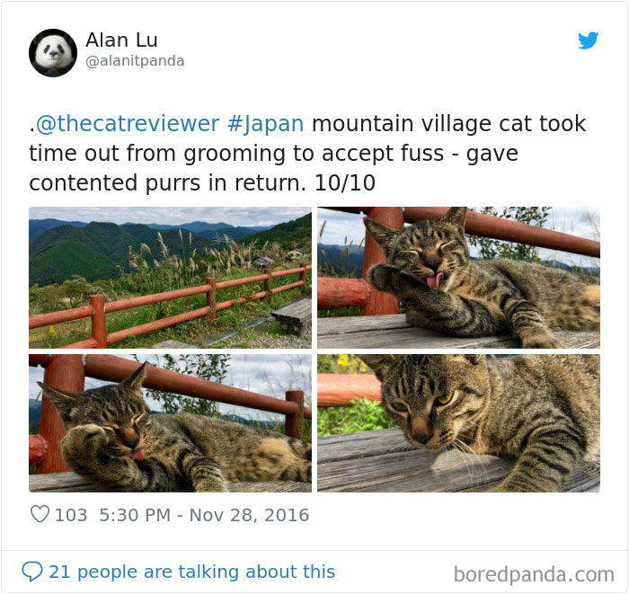Twitter Account Encourages People To Rate The Cats They Meet On The Streets And It’s Purrfect (30 Pics) Twitter Account Encourages People To Rate The Cats They Meet On The Streets And It’s Purrfect (30 Pics)