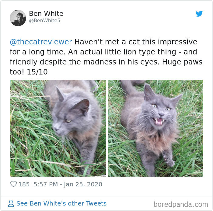 Twitter Account Encourages People To Rate The Cats They Meet On The Streets And It’s Purrfect (30 Pics) Twitter Account Encourages People To Rate The Cats They Meet On The Streets And It’s Purrfect (30 Pics)