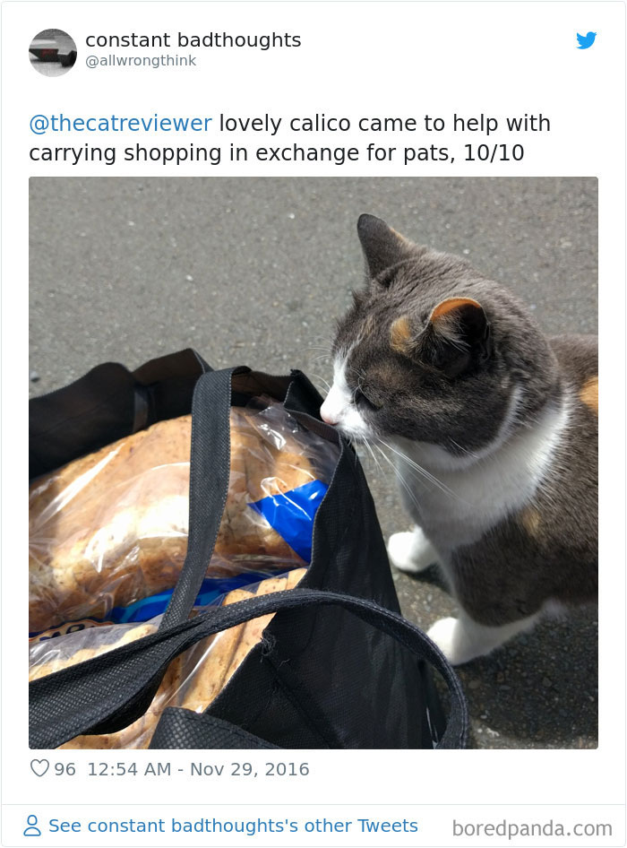 Twitter Account Encourages People To Rate The Cats They Meet On The Streets And It’s Purrfect (30 Pics) Twitter Account Encourages People To Rate The Cats They Meet On The Streets And It’s Purrfect (30 Pics)