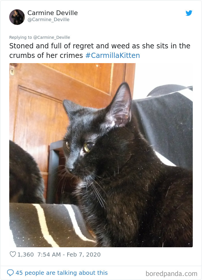Woman Leaves A Weed Cookie Lying Unattended For A Minute, Her Cat Steals It And Eats It Woman Leaves A Weed Cookie Lying Unattended For A Minute, Her Cat Steals It And Eats It