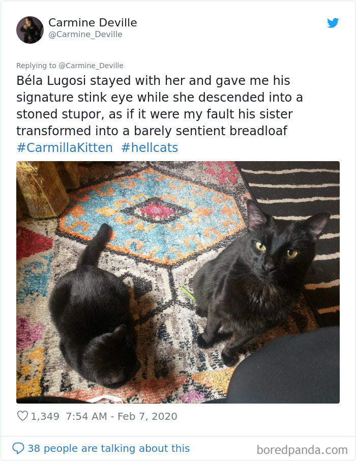 Woman Leaves A Weed Cookie Lying Unattended For A Minute, Her Cat Steals It And Eats It Woman Leaves A Weed Cookie Lying Unattended For A Minute, Her Cat Steals It And Eats It