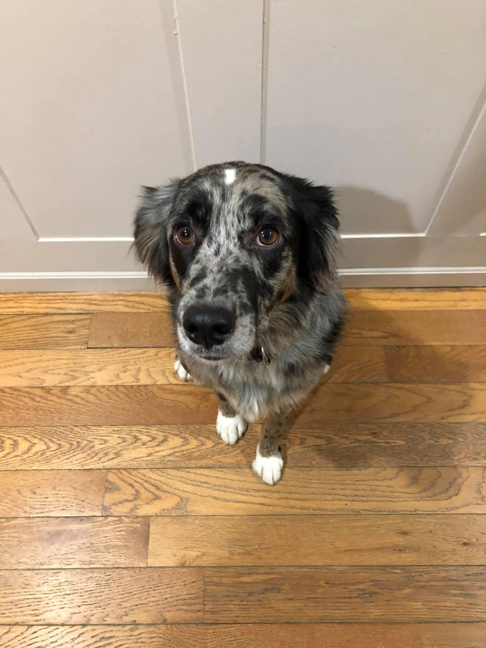 Dog Goes Missing One Evening, Turns Out He Got Stuck In His Own Poop And Wouldn’t Move Or Speak Dog Goes Missing One Evening, Turns Out He Got Stuck In His Own Poop And Wouldn’t Move Or Speak