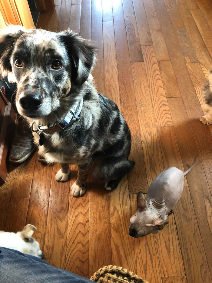 Dog Goes Missing One Evening, Turns Out He Got Stuck In His Own Poop And Wouldn’t Move Or Speak Dog Goes Missing One Evening, Turns Out He Got Stuck In His Own Poop And Wouldn’t Move Or Speak