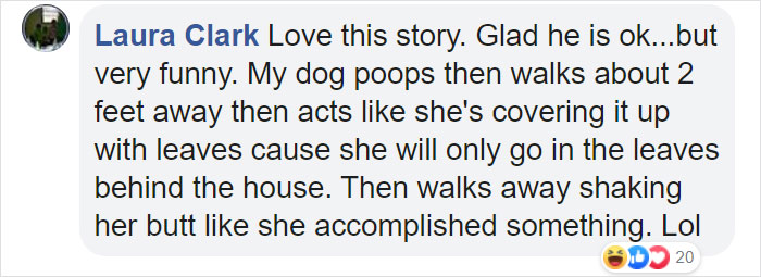 Dog Goes Missing One Evening, Turns Out He Got Stuck In His Own Poop And Wouldn’t Move Or Speak Dog Goes Missing One Evening, Turns Out He Got Stuck In His Own Poop And Wouldn’t Move Or Speak