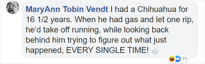 Dog Goes Missing One Evening, Turns Out He Got Stuck In His Own Poop And Wouldn’t Move Or Speak Dog Goes Missing One Evening, Turns Out He Got Stuck In His Own Poop And Wouldn’t Move Or Speak