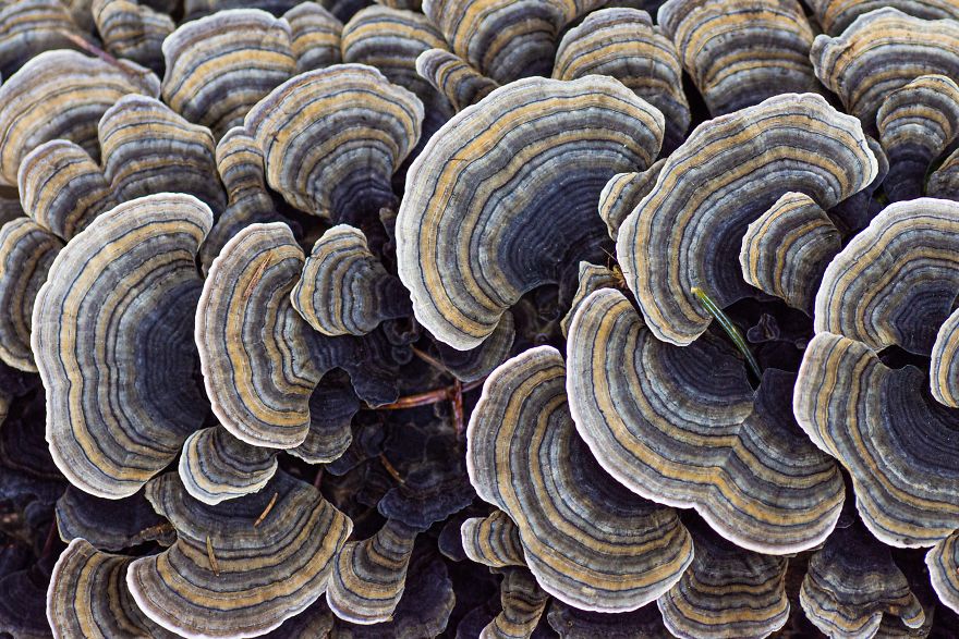 I Go To The Forest With My Camera To Capture The Fabulous Beauty Of Mushrooms I Go To The Forest With My Camera To Capture The Fabulous Beauty Of Mushrooms
