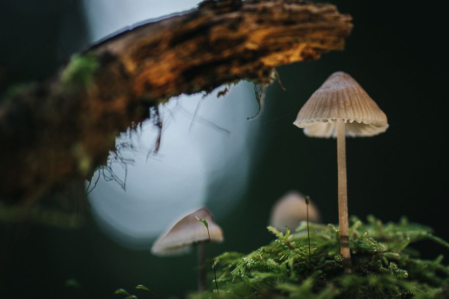 I Go To The Forest With My Camera To Capture The Fabulous Beauty Of Mushrooms I Go To The Forest With My Camera To Capture The Fabulous Beauty Of Mushrooms
