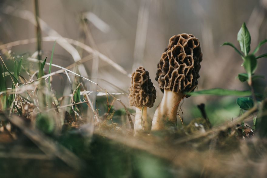 I Go To The Forest With My Camera To Capture The Fabulous Beauty Of Mushrooms I Go To The Forest With My Camera To Capture The Fabulous Beauty Of Mushrooms