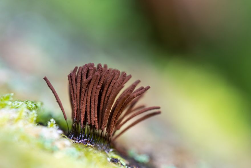 I Go To The Forest With My Camera To Capture The Fabulous Beauty Of Mushrooms I Go To The Forest With My Camera To Capture The Fabulous Beauty Of Mushrooms