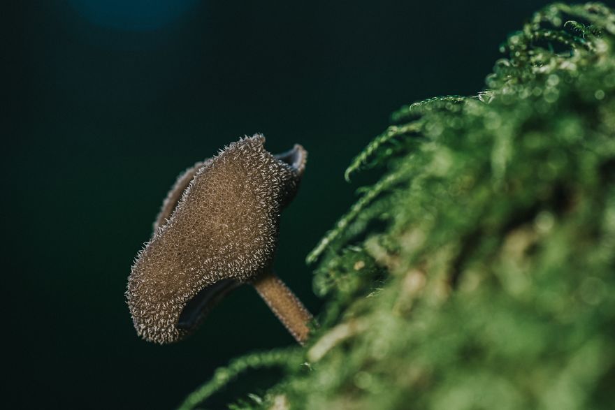 I Go To The Forest With My Camera To Capture The Fabulous Beauty Of Mushrooms I Go To The Forest With My Camera To Capture The Fabulous Beauty Of Mushrooms
