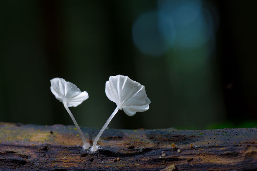 I Go To The Forest With My Camera To Capture The Fabulous Beauty Of Mushrooms I Go To The Forest With My Camera To Capture The Fabulous Beauty Of Mushrooms